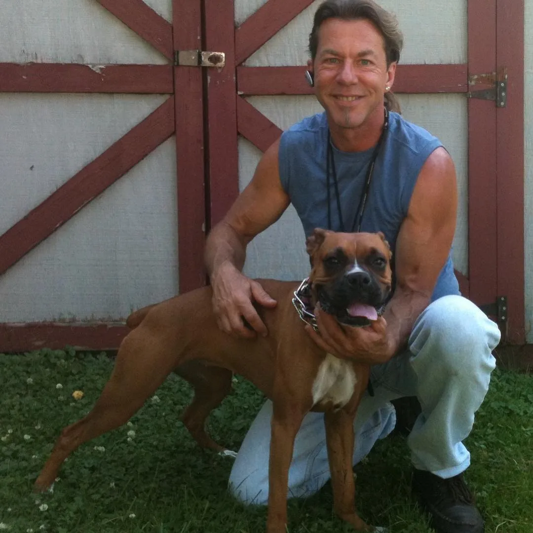 Boxer companion
