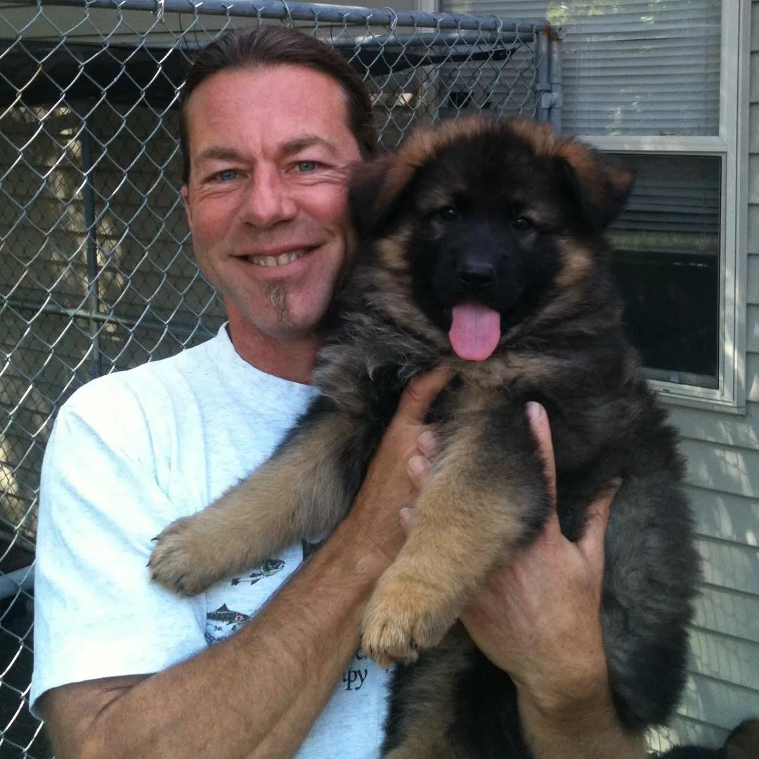German Shepherd puppy