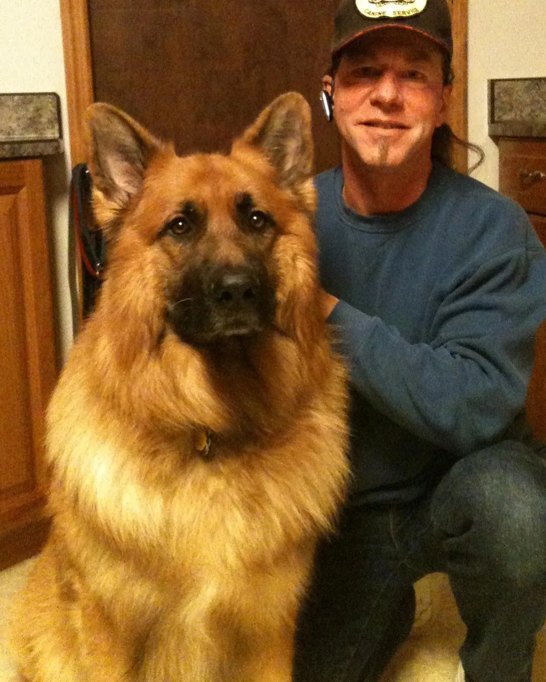 German Shepherd companion